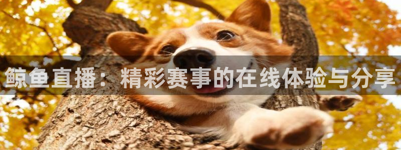 鲸鱼直播：精彩赛事的在线体验与分享